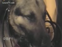 Filthy cheating wife masturbates whilst blowing her dog